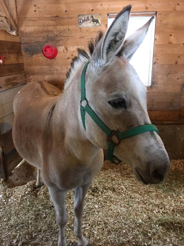 Zelda the Zonkey January 2017